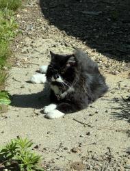 Lost Female Cat last seen Governer’s view and ambler road, Asheville, NC 28805