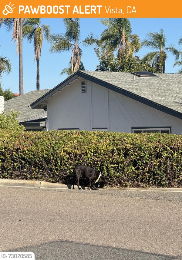 Found/Stray Male Dog last seen Alta vista and el pajodo, Vista, CA 92084