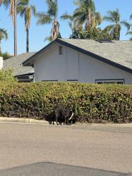 Found/Stray Male Dog last seen Alta vista and el pajodo, Vista, CA 92084