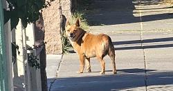 Found/Stray Unknown Dog last seen Feldspar Drive, San Jose, CA 95111