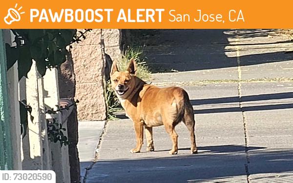 Found/Stray Unknown Dog last seen Feldspar Drive, San Jose, CA 95111