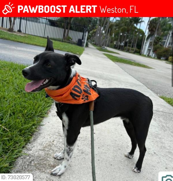 Lost Male Dog last seen Exxon , Weston, FL 33326