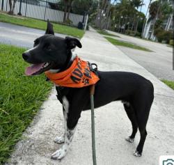 Lost Male Dog last seen Exxon , Weston, FL 33326