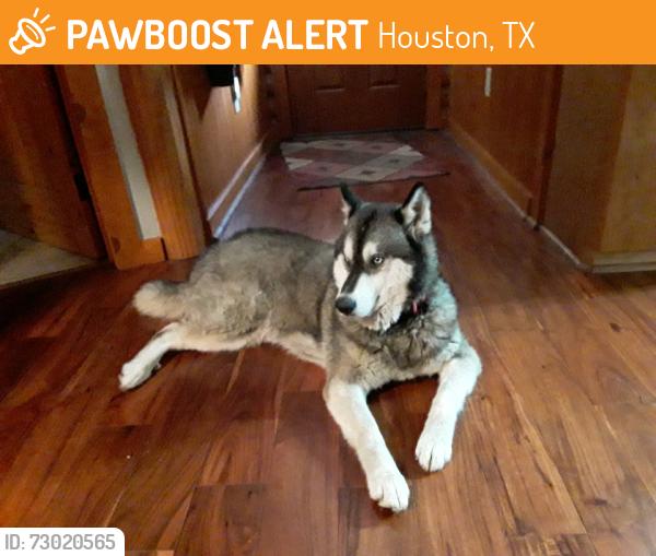 Found/Stray Male Dog last seen Buschong, Houston, TX 77039