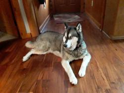 Found/Stray Male Dog last seen Buschong, Houston, TX 77039