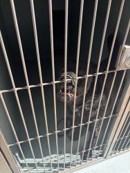 Shelter Stray Male Dog last seen KELVIN AVE/JAMBOREE RD, 92614, 6443 Oak Canyon, Irvine, CA 92618, USA