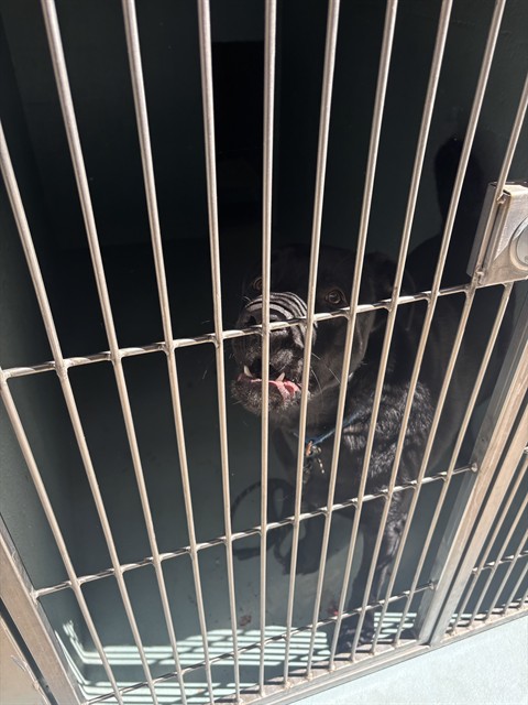 Shelter Stray Male Dog last seen KELVIN AVE/JAMBOREE RD, 92614, 6443 Oak Canyon, Irvine, CA 92618, USA