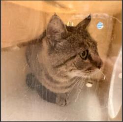 Shelter Stray Male Cat last seen ALDERBERRY/CREEK, 6443 Oak Canyon, Irvine, CA 92618, USA