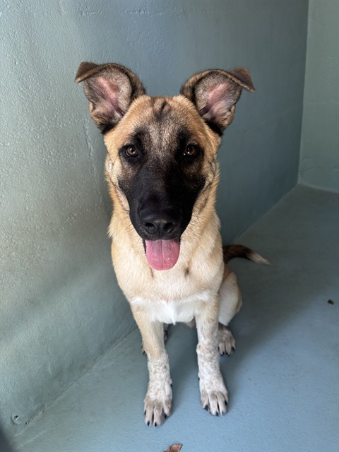 Shelter Stray Male Dog last seen ALTON PKWY/TECHNOLOGY DR, 92618, 6443 Oak Canyon, Irvine, CA 92618, USA