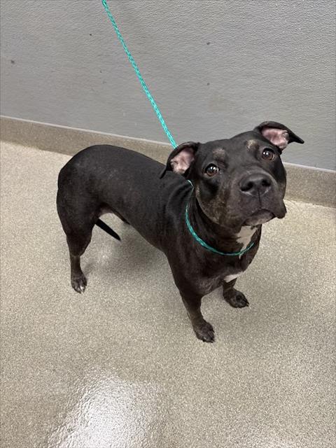 Shelter Stray Female Dog last seen Near BLOCK E WYOMING AVE, LAS VEGAS NV 89104, 655 N Mojave Rd, Las Vegas, NV 89101, USA