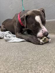 Shelter Stray Male Dog last seen , 655 N Mojave Rd, Las Vegas, NV 89101, USA