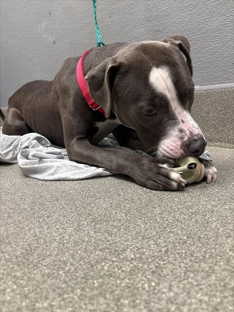 Shelter Stray Male Dog last seen , 655 N Mojave Rd, Las Vegas, NV 89101, USA