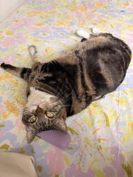 Lost Female Cat last seen Across from south junior high at my apmt, Boise, ID 83705