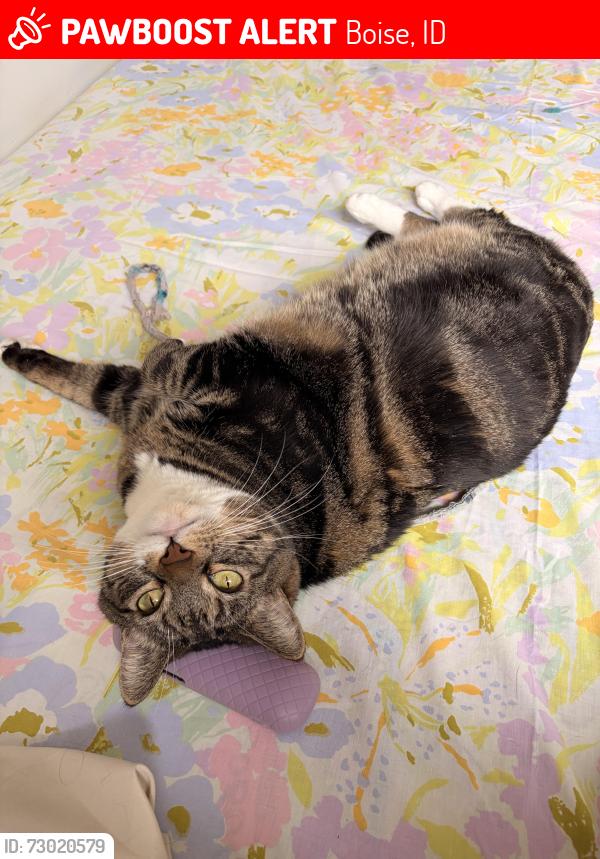 Lost Female Cat last seen Across from south junior high at my apmt, Boise, ID 83705