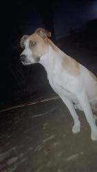 Lost Female Dog last seen Tippecanoe , San Bernardino, CA 92408