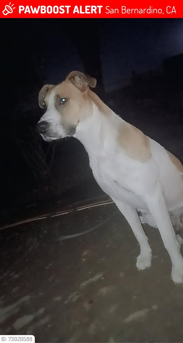 Lost Female Dog last seen Tippecanoe , San Bernardino, CA 92408