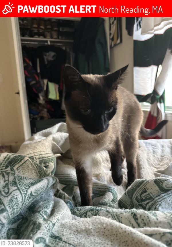 Lost Female Cat last seen Sunset Ave and pine ridge road , North Reading, MA 01864