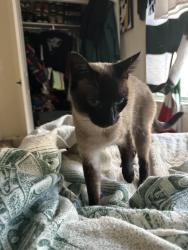 Lost Female Cat last seen Sunset Ave and pine ridge road , North Reading, MA 01864