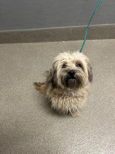 Shelter Stray Male Dog last seen Near BLOCK BOULDER HWY, LAS VEGAS NV 89121, 655 N Mojave Rd, Las Vegas, NV 89101, USA