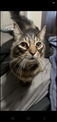 Lost Male Cat last seen Almaden rd, San Jose, CA 95120