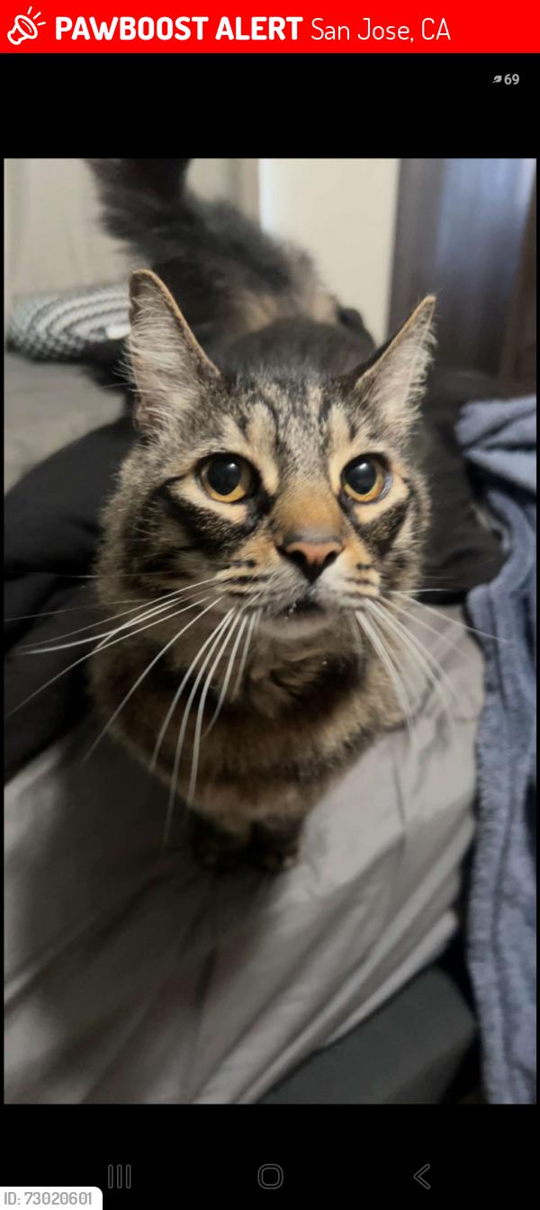 Lost Male Cat last seen Almaden rd, San Jose, CA 95120