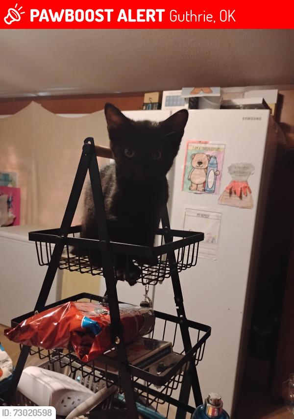 Lost Female Cat last seen Near cedar drive, Guthrie, OK 73044
