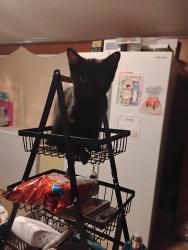 Lost Female Cat last seen Near cedar drive, Guthrie, OK 73044