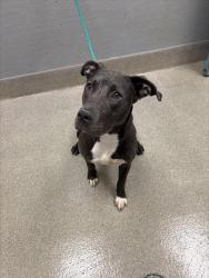 Shelter Stray Female Dog last seen BLOCK 3000 S NELLIS BLVD, 655 N Mojave Rd, Las Vegas, NV 89101, USA