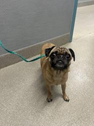 Shelter Stray Female Dog last seen Near BLOCK E TONOPAH AVE, NORTH LAS VEGAS NV 89030, 655 N Mojave Rd, Las Vegas, NV 89101, USA