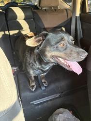 Found/Stray Female Dog last seen Highbank dr , New York ave, Bowie Highschool, Arlington, TX 76018
