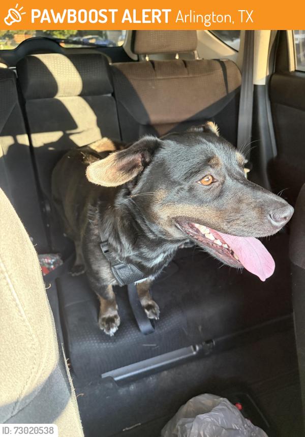 Found/Stray Female Dog last seen Highbank dr , New York ave, Bowie Highschool, Arlington, TX 76018