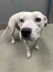 Shelter Stray Female Dog last seen FREEDOM PARK, 655 N Mojave Rd, Las Vegas, NV 89101, USA