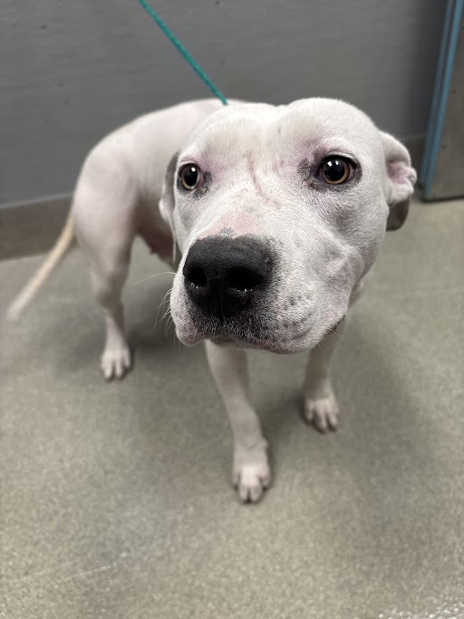 Shelter Stray Female Dog last seen FREEDOM PARK, 655 N Mojave Rd, Las Vegas, NV 89101, USA