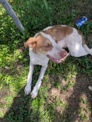 Found/Stray Male Dog last seen Villarett, San Antonio, TX 78211