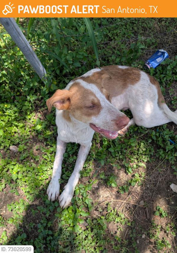 Found/Stray Male Dog last seen Villarett, San Antonio, TX 78211