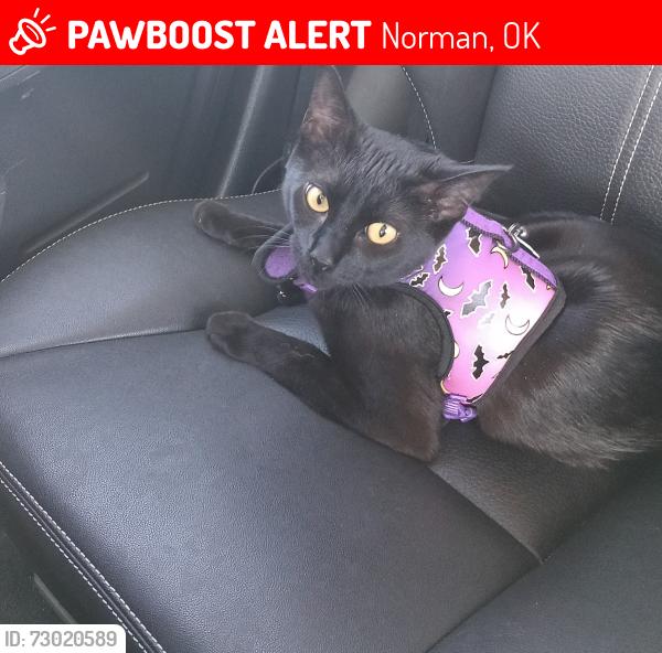 Lost Female Cat last seen Near 36th avenue Northwest and Rock Creek Rd, Norman, OK 73071