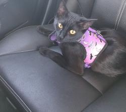 Lost Female Cat last seen Near 36th avenue Northwest and Rock Creek Rd, Norman, OK 73071