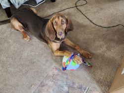 Lost Female Dog last seen Pumpkin, Carriere, MS 39426