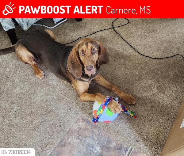 Lost Female Dog last seen Pumpkin, Carriere, MS 39426