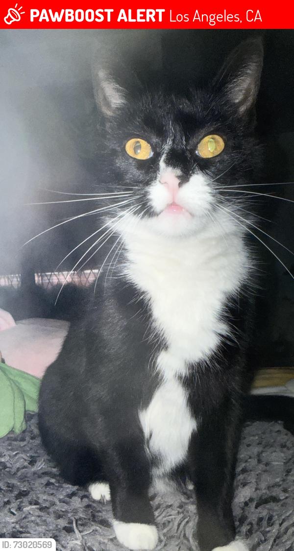 Lost Female Cat last seen Calstate LA, O’Sullivan RD, Los Angeles, CA 90032