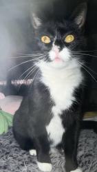 Lost Female Cat last seen Calstate LA, O’Sullivan RD, Los Angeles, CA 90032