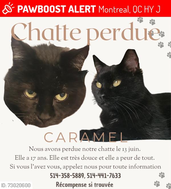 Lost Female Cat last seen Olympia , Montreal, QC H8Y 3J7