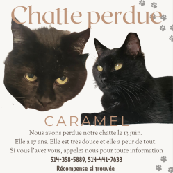 Lost Female Cat last seen Olympia , Montreal, QC H8Y 3J7