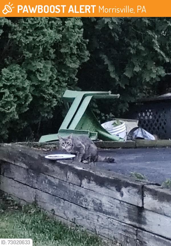 Found/Stray Unknown Cat last seen Revere Rd/Winthrop Dr, Morrisville, PA 19067