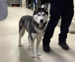 Shelter Stray Male Dog last seen Near BLOCK MAGNOLIA AVE, RIVERSIDE, CA, 6851 Van Buren Boulevard, Jurupa Valley, CA 92509, USA