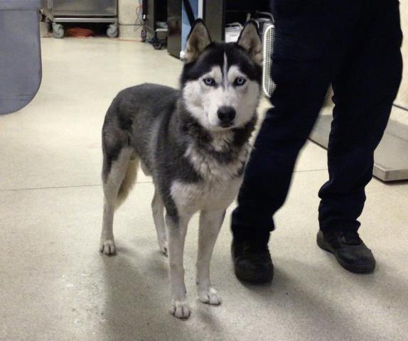 Shelter Stray Male Dog last seen Near BLOCK MAGNOLIA AVE, RIVERSIDE, CA, 6851 Van Buren Boulevard, Jurupa Valley, CA 92509, USA