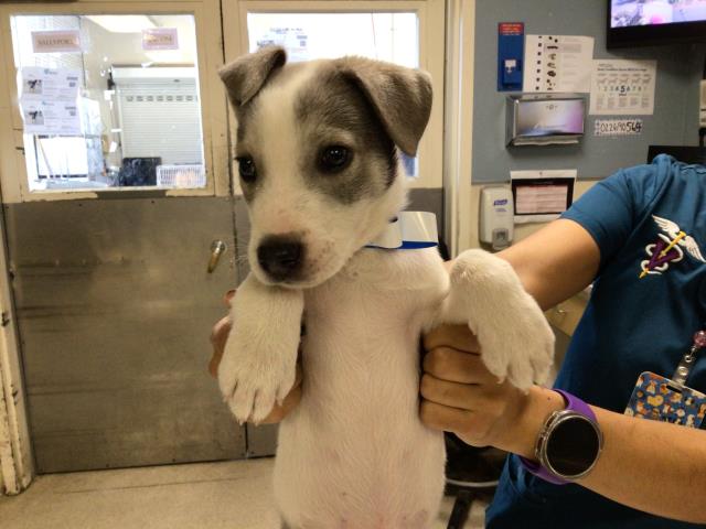 Shelter Stray Male Dog last seen Near BLOCK THAMES CT, RIVERSIDE CA 92503, 6851 Van Buren Boulevard, Jurupa Valley, CA 92509, USA