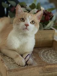 Lost Male Cat last seen Barrier road, Lexington, NC 27295