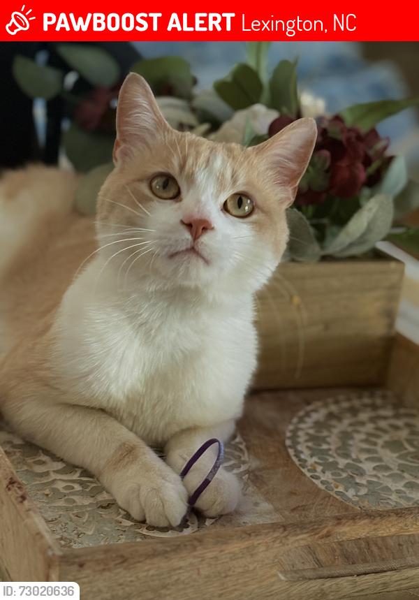 Lost Male Cat last seen Barrier road, Lexington, NC 27295