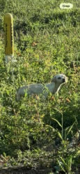 Found/Stray Male Dog last seen Abandoned property next to 2920 Roadhouse- he is hiding in the brush, Hockley, TX 77447